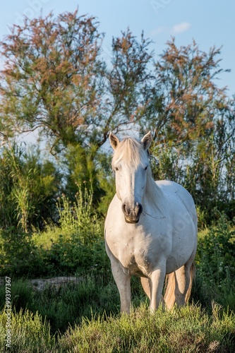 Portrait of the White Camargue Horse