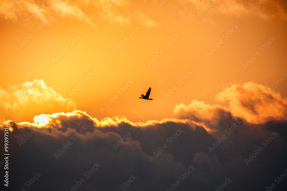 Flying bird in the sky. Scenic sunrise with beautiful cloudscape
