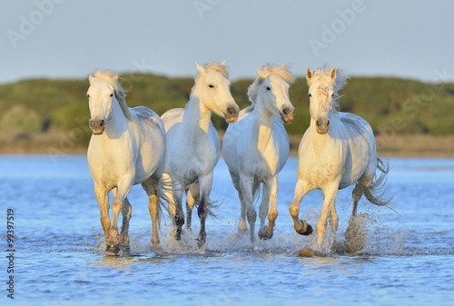 Herd of White Camargue Horses running on the water © Uryadnikov Sergey