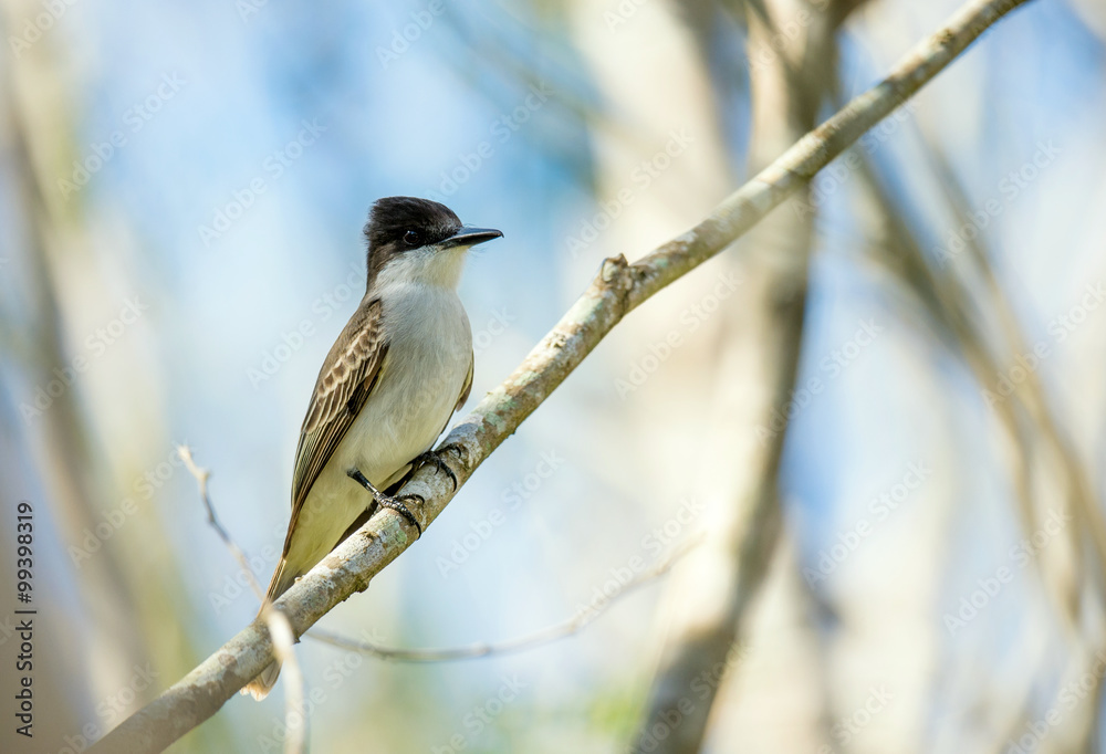Loggerhead Kingbird (Tyrannus caudifasciatus) Loggerhead Kingbird (Tyrannus caudifasciatus)