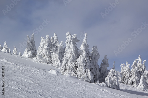 Fir trees covered with snow © Olga Labusova