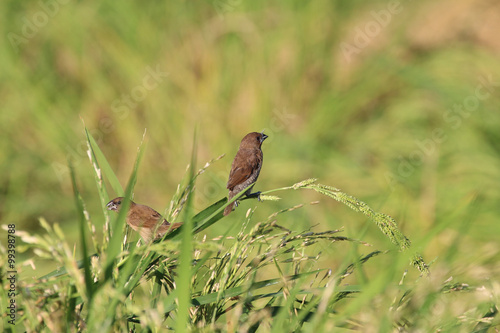 Bird in rice field