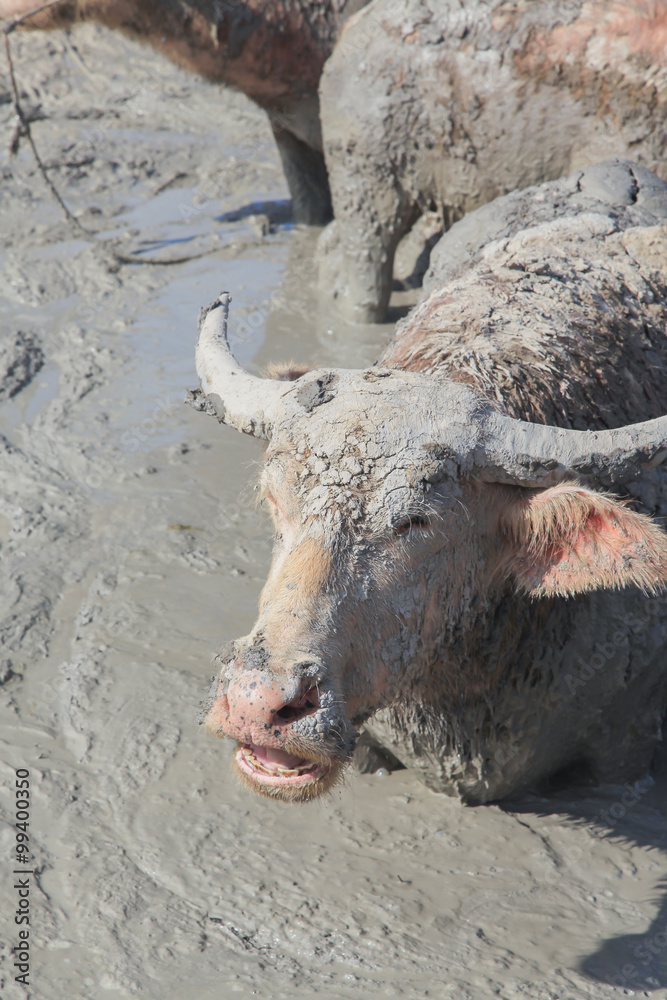 Fototapeta premium buffalo