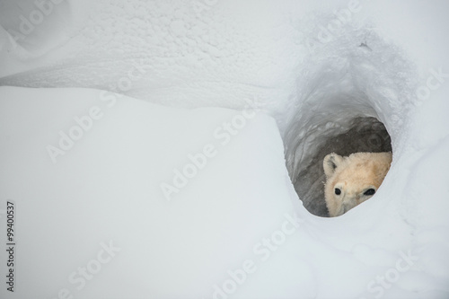 The polar bear looks out of a snow den