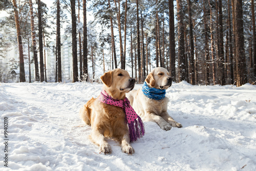 Portrait of dogs in the snow in the park.