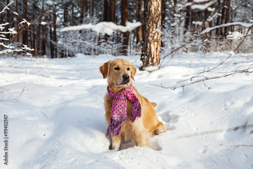 Portrait of a dog on the snow in the park. Golden retriever.