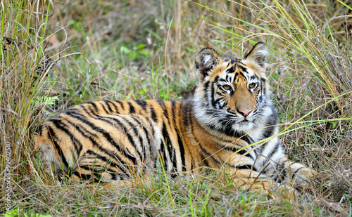 Young Bengal tiger in natural habitat. The Bengal (Indian) tiger Panthera tigris tigris. © Uryadnikov Sergey