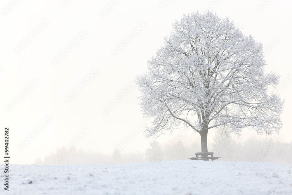 Fototapeta premium stattliche Linde im Winter