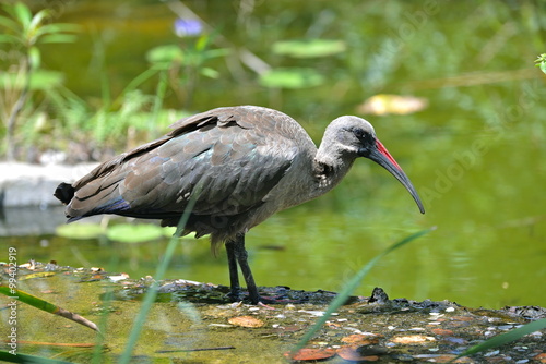 ibis, hagendash, Afrique