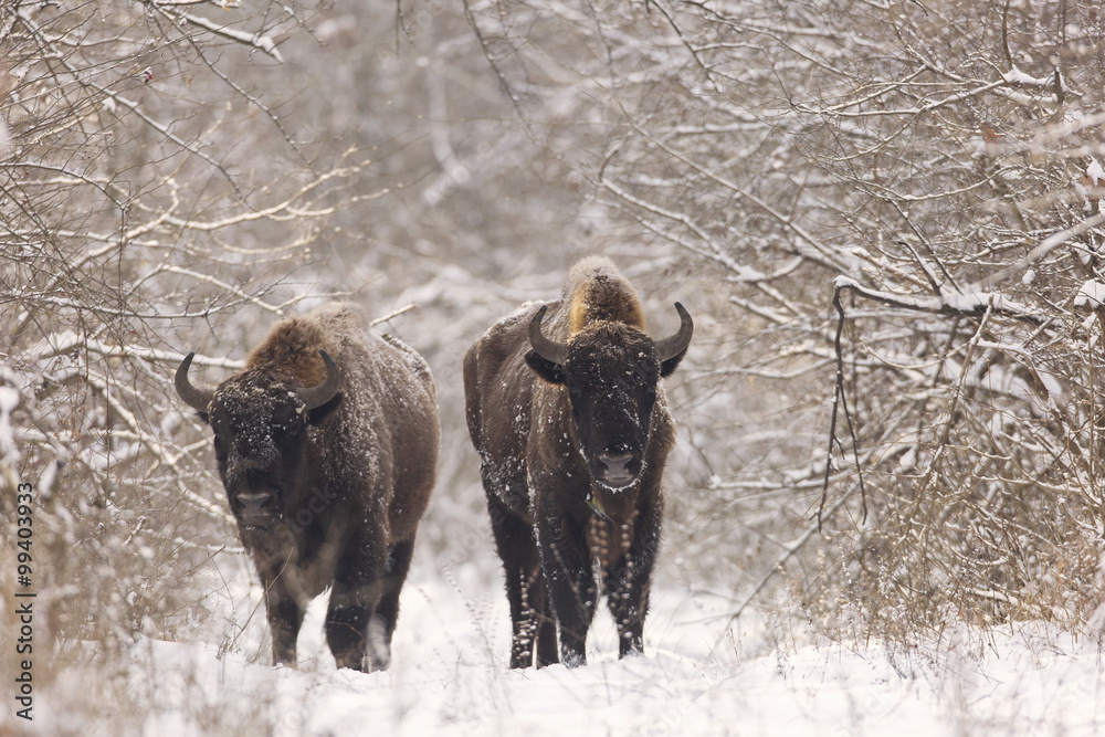 Bison winter day in the snow Bison winter day in the snow