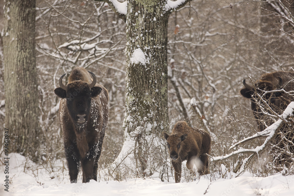 Bisons family in winter day in the snow. Bisons family in winter day in the snow.