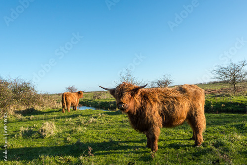 Proudly posing Scottish Highlander cow