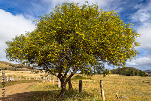 Acacia tree (Acacia Caven), Easter Island (Rapa Nui), Chile photo