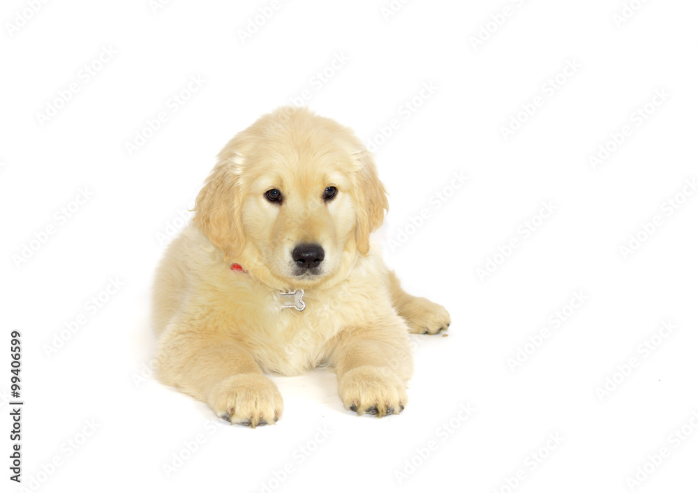 Golden retriever puppy lying and looking at the camera isolated on white Golden retriever puppy lying and looking at the camera isolated on white