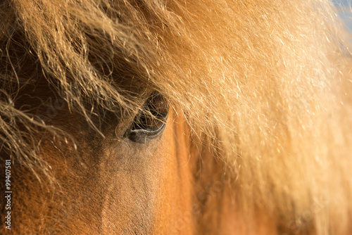 Fototapeta Naklejka Na Ścianę i Meble -  Horse