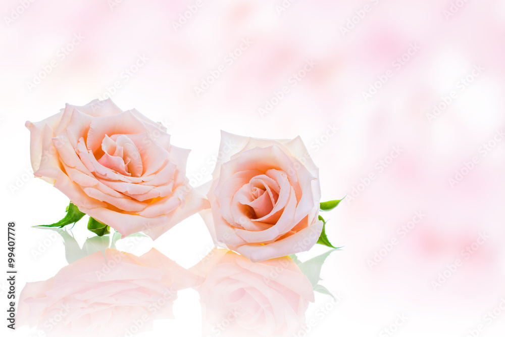 バラの花 ピンク バラの花 ピンク