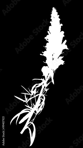 white long wildflower inflorescence isolated on black