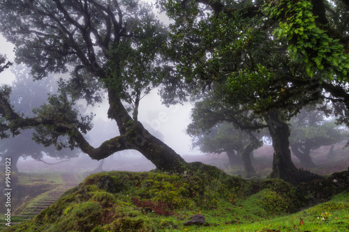 Ancient laurel forest in the fog