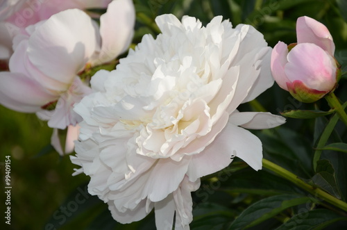 Blooming white peony flower 