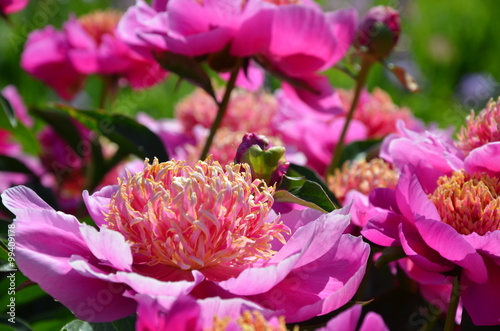 Pink peony flowers in the garden 