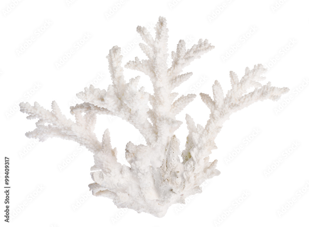 Fototapeta premium isolated white color coral branch