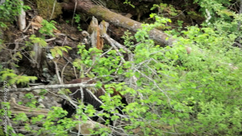 Wild Brown Bear with cubs Canadian forest Wilderness Canada Wild Brown Bear with cubs Canadian forest Wilderness Canada