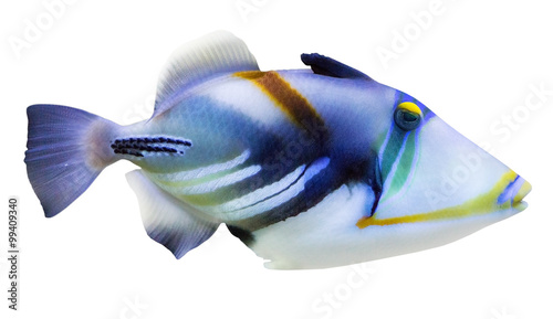 isolated blue and white small fish