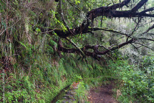 Ancient laurelsilva forest at Caldeirao Verde photo