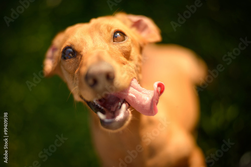 Canvas Print Dog Tongue