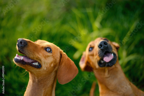 Foto Two Happy Dogs