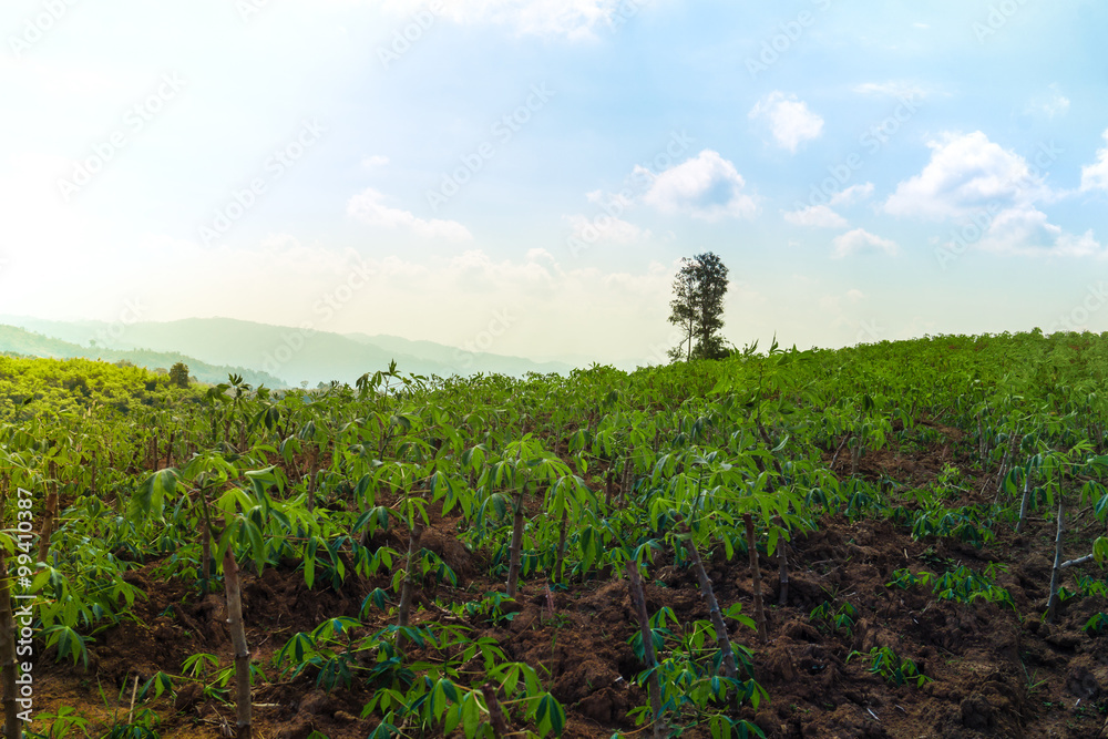 Obraz premium The Lonely Tree