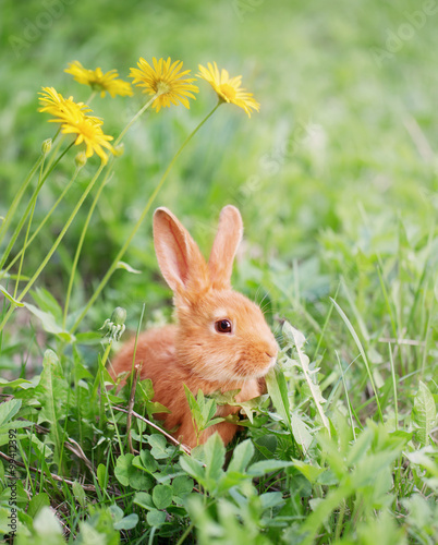 rabbit outdoor