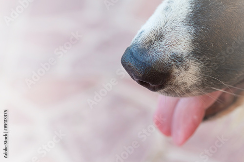 dog nose