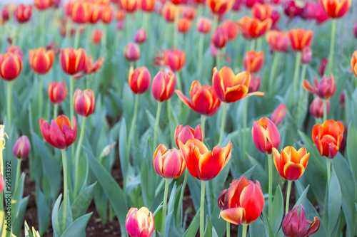 colorful tulips in the spring sun