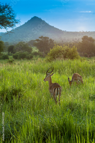 Antelope,Serengeti park