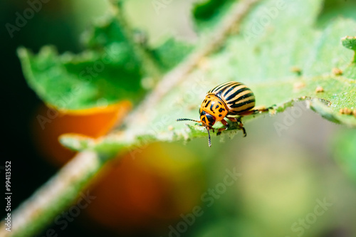 Colorado Potato Striped Beetle - Leptinotarsa Decemlineata Is A 