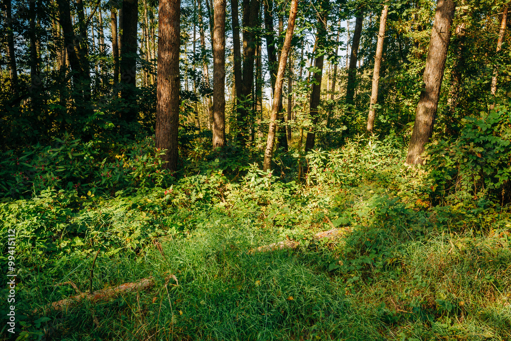 Summer Sunny Forest Trees. Nature, Woods in Sunlight Summer Sunny Forest Trees. Nature, Woods in Sunlight