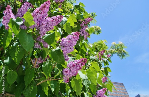 札幌大通公園のライラック