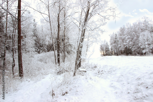 Winter forest with spruce covered snow. Frozen forest with snow. Winter beautiful forest