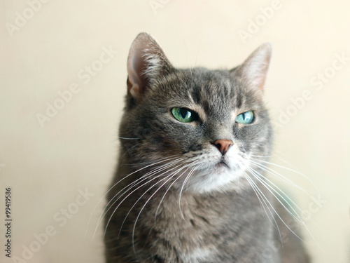contempt emotion in cats eyes © ukromka