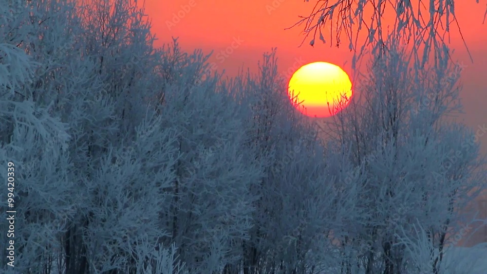 winter forest at sunset