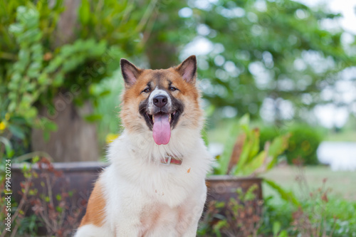 Thai dog