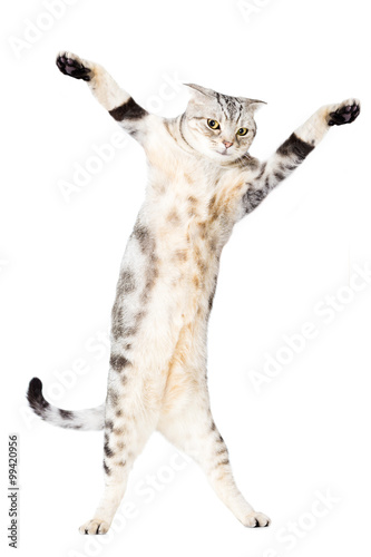 Fototapeta Naklejka Na Ścianę i Meble -  cat are standing and dancing
