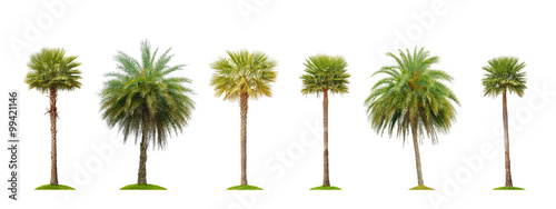 Billede på lærred Six betel palm tree isolated on white