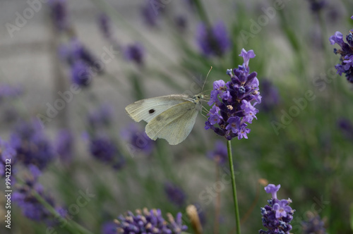 Cabbage white butterfly collecting nectar at lavander