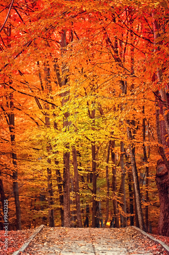 Autumn landscape in park