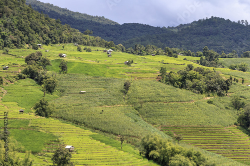 Green Terraced Rice Field