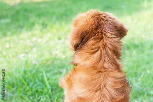 golden retriver dog