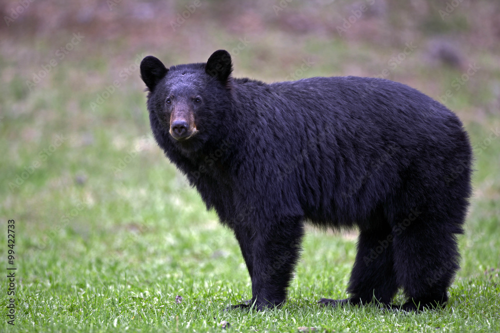 Naklejka premium Ostrzegaj niedźwiedzia czarnego na łące, obserwując (Ursus Americanus)