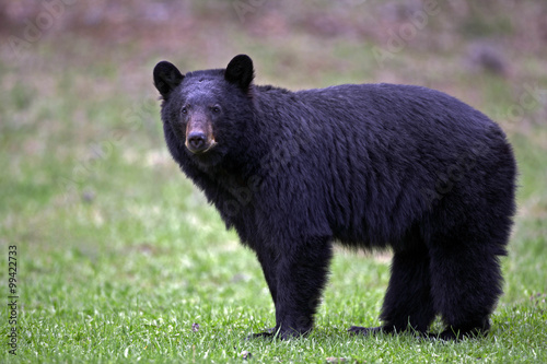 Alert Black Bear in meadow, watching ( Ursus Americanus )